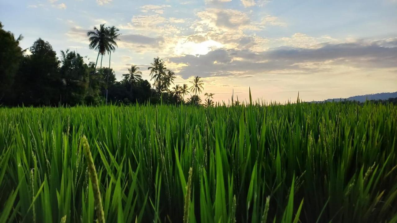 Bali De Pardis Cottage Munduk  Luaran gambar